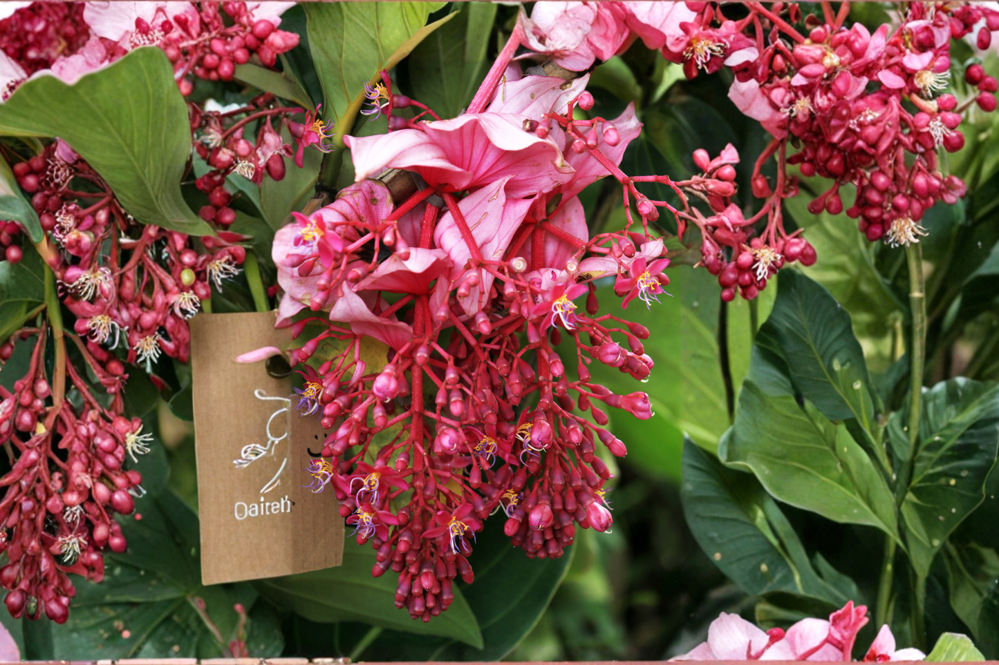 Royal Chandelier Medinilla Magnifica Live Starter Plant – Bare Root