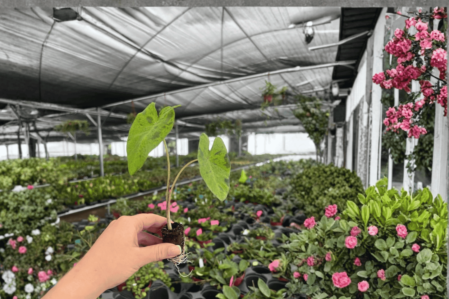2 Colocasia 'Mojito' Starter Plants – Bare Root – Colocasia esculenta 'Mojito'