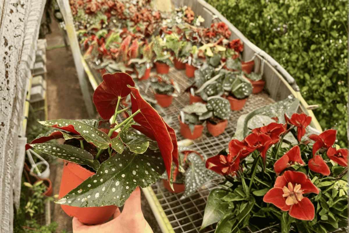 Harmony’s Mango Tango Begonia 2 Live Plants – 6” Pot Size