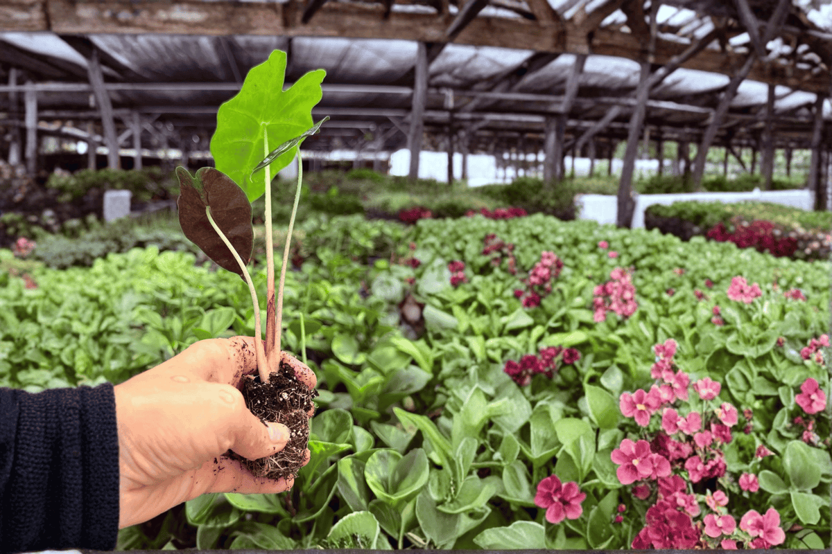 Alocasia Dwarf Amazonica – 2 Exact Live Starter Plants, 2-Inch Size – Alocasia × amazonica