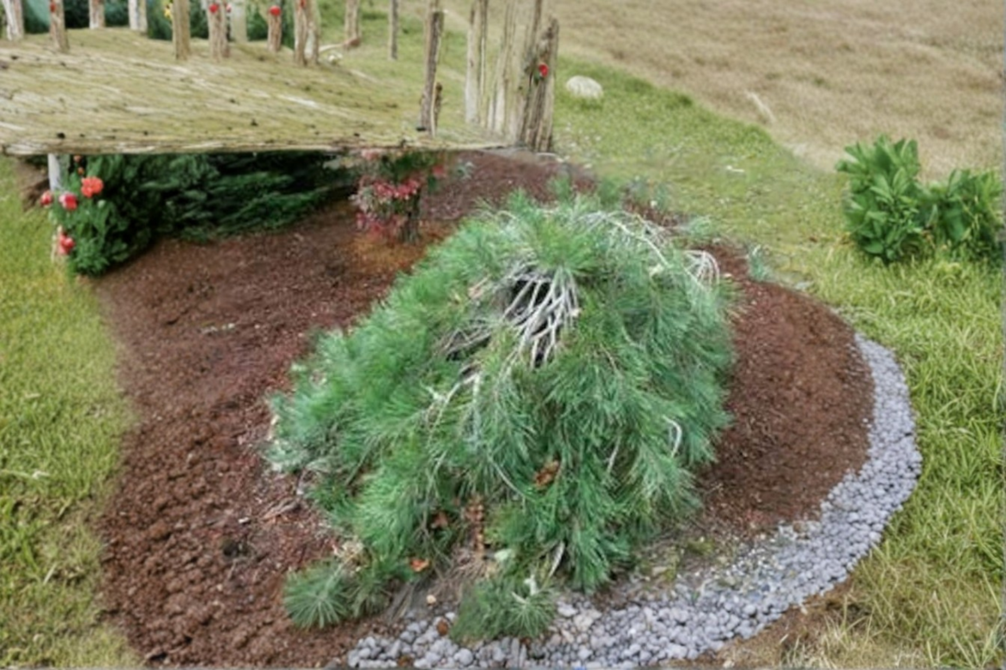 Pendula Japanese Red Pine 24 Inch Live Plant 1 Gallon Pot – Pinus densiflora Weeping Evergreen Conifer Garden Tree