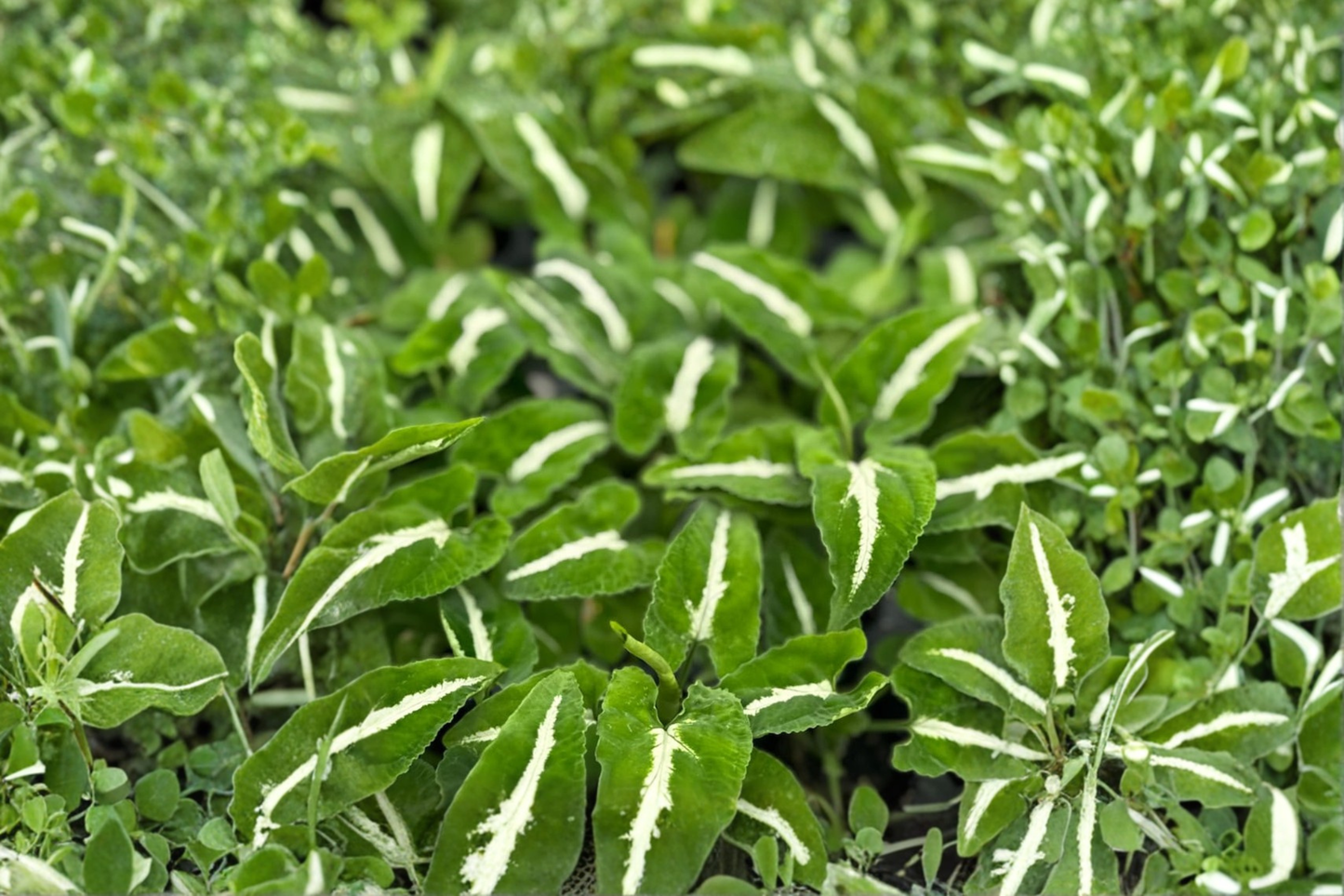 Syngonium Wendlandii Live Plant Rare Arrowhead Tropical Houseplant Rooted Plant in 2 Inch Pot