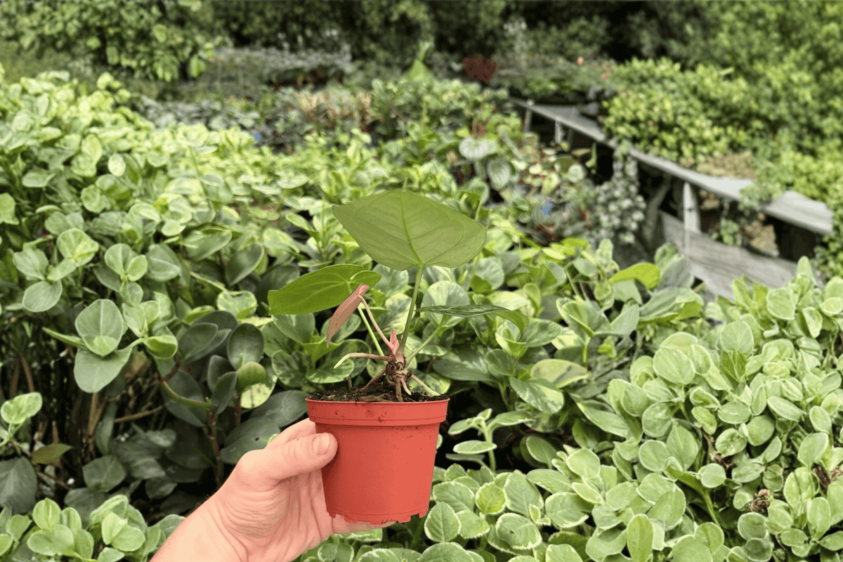 Anthurium Ace of Spades × Hoffmanii – 2 Exact Live Hybrid Plants, 4-Inch Size – Anthurium Hybrid