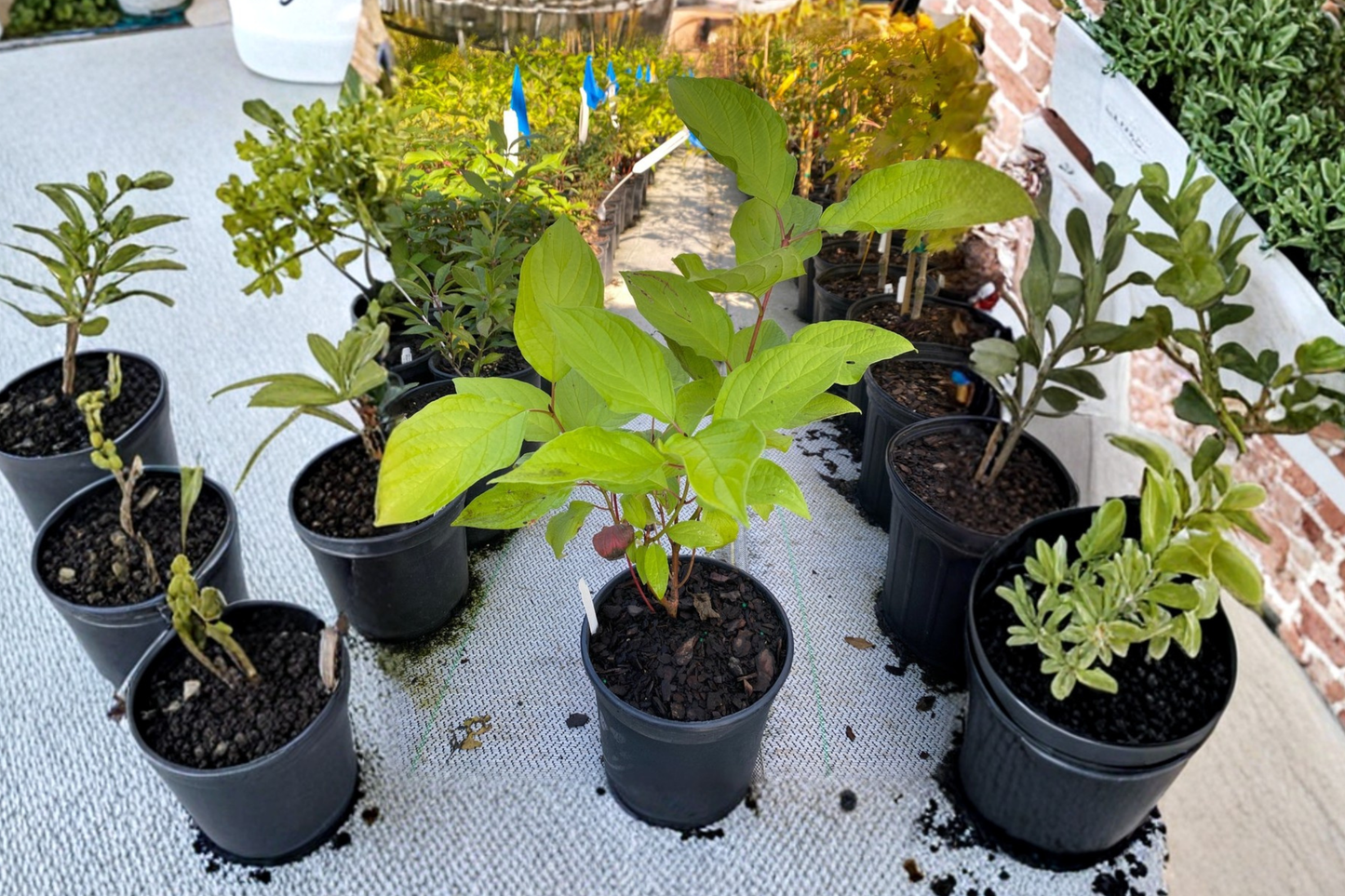 Prairie Fire Dogwood Live Plant 1 Gallon Pot – Cornus alba Red Twig Shrub Winter Stem Color Landscape Garden