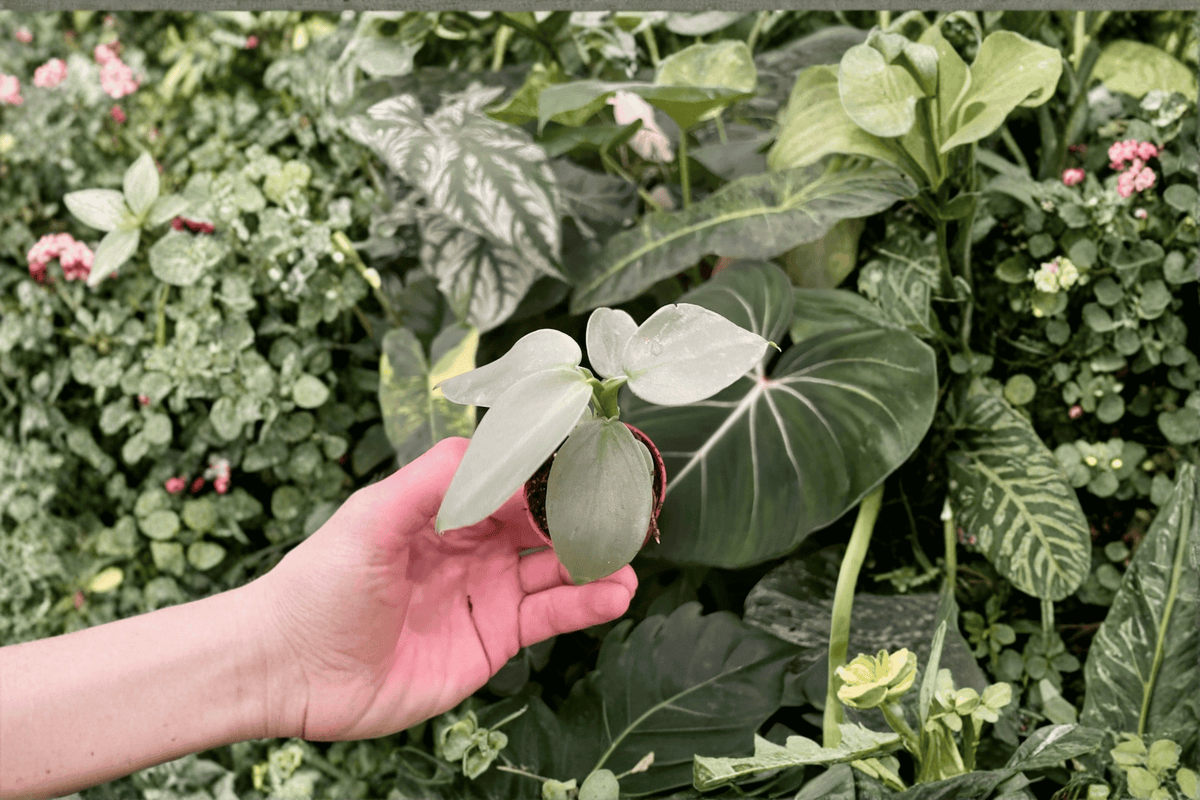 2 Philodendron Silver Sword Starter Plants – 2-Inch Bare Root Live Plants