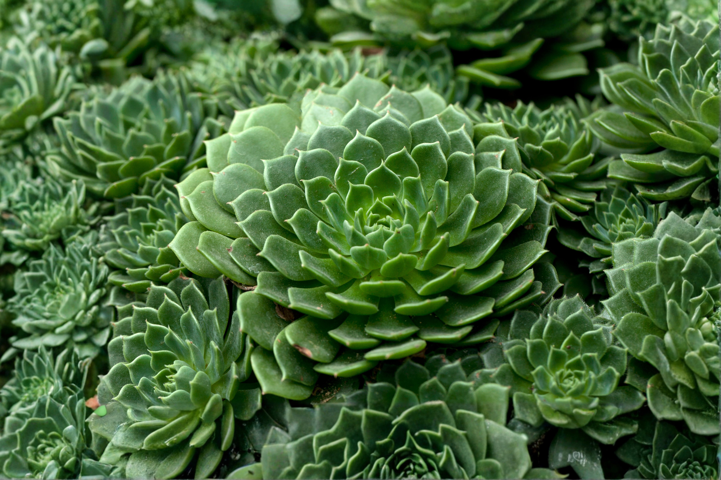 Crested Hens and Chicks Live Plant in 2-Inch Pot – Rare Sempervivum Succulent