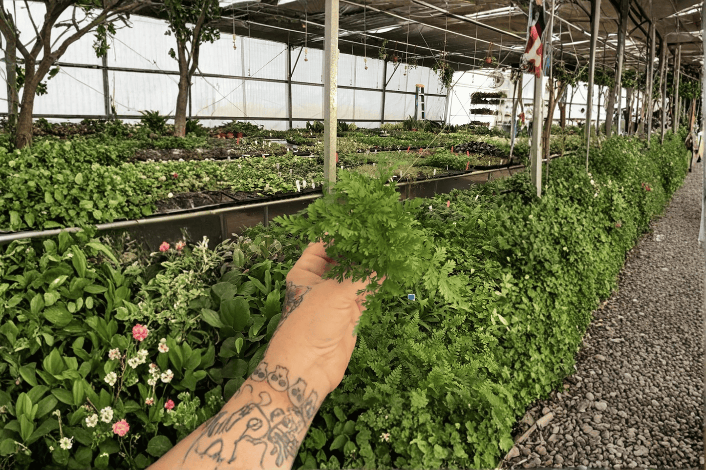 2 White Rabbit's Foot Fern Starter Plants Bare Root – Davallia fejeensis