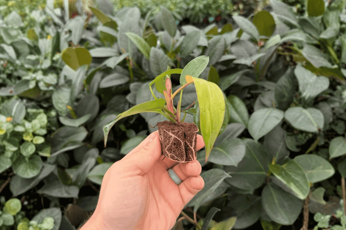 Philodendron Florida Bronze 2 Exact Live Starter Plants – 2” Bare Root