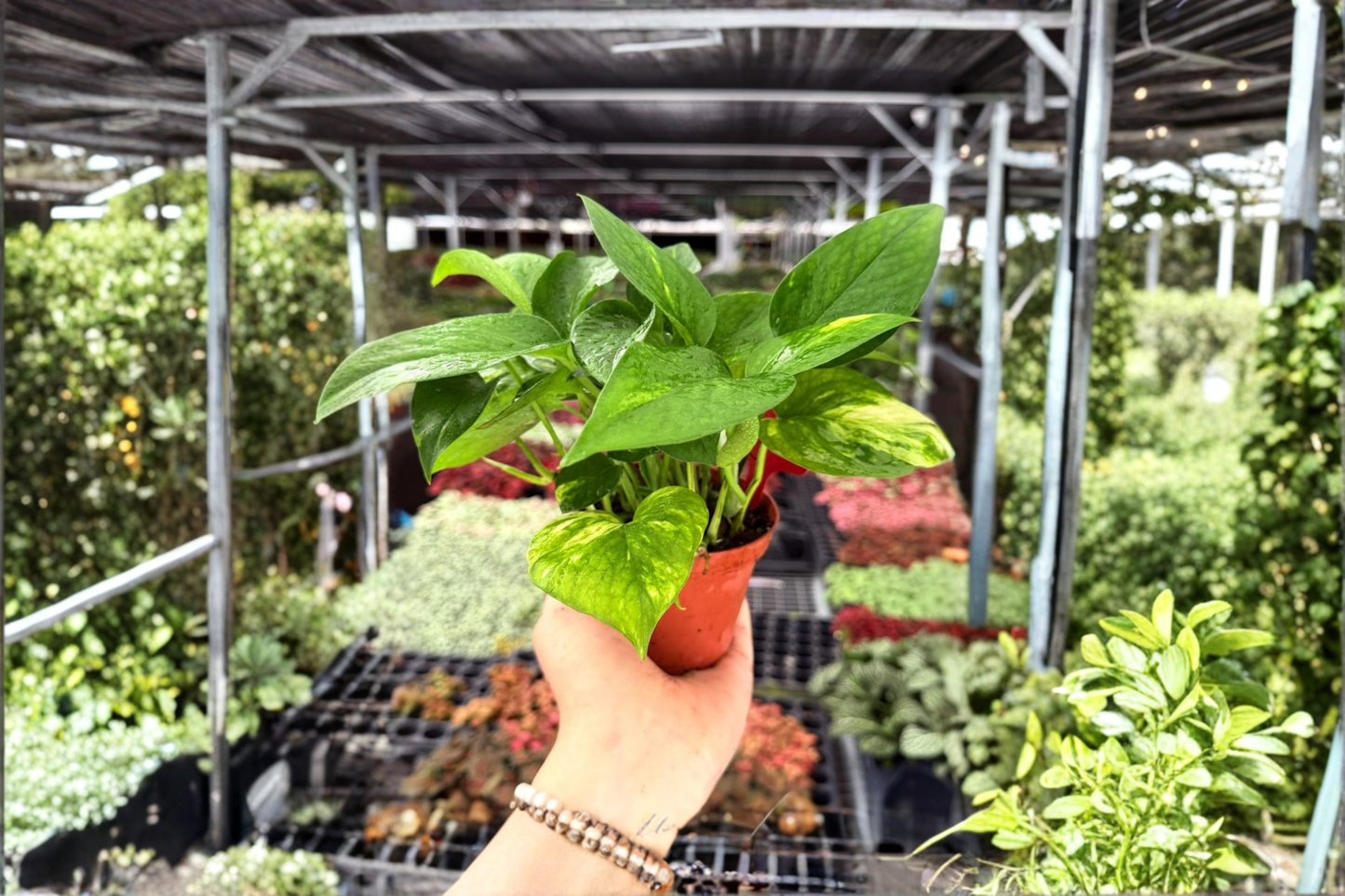 2 Exact Golden Pothos Live Plants – 4-Inch Potted Houseplants (Epipremnum aureum)