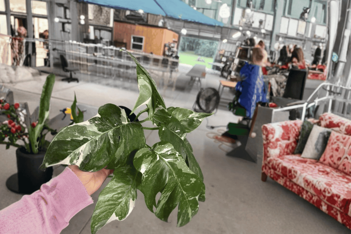 2 Epipremnum Pinnatum Albo Live Plants in 4-Inch Pots – Epipremnum pinnatum ‘Albo Variegata’