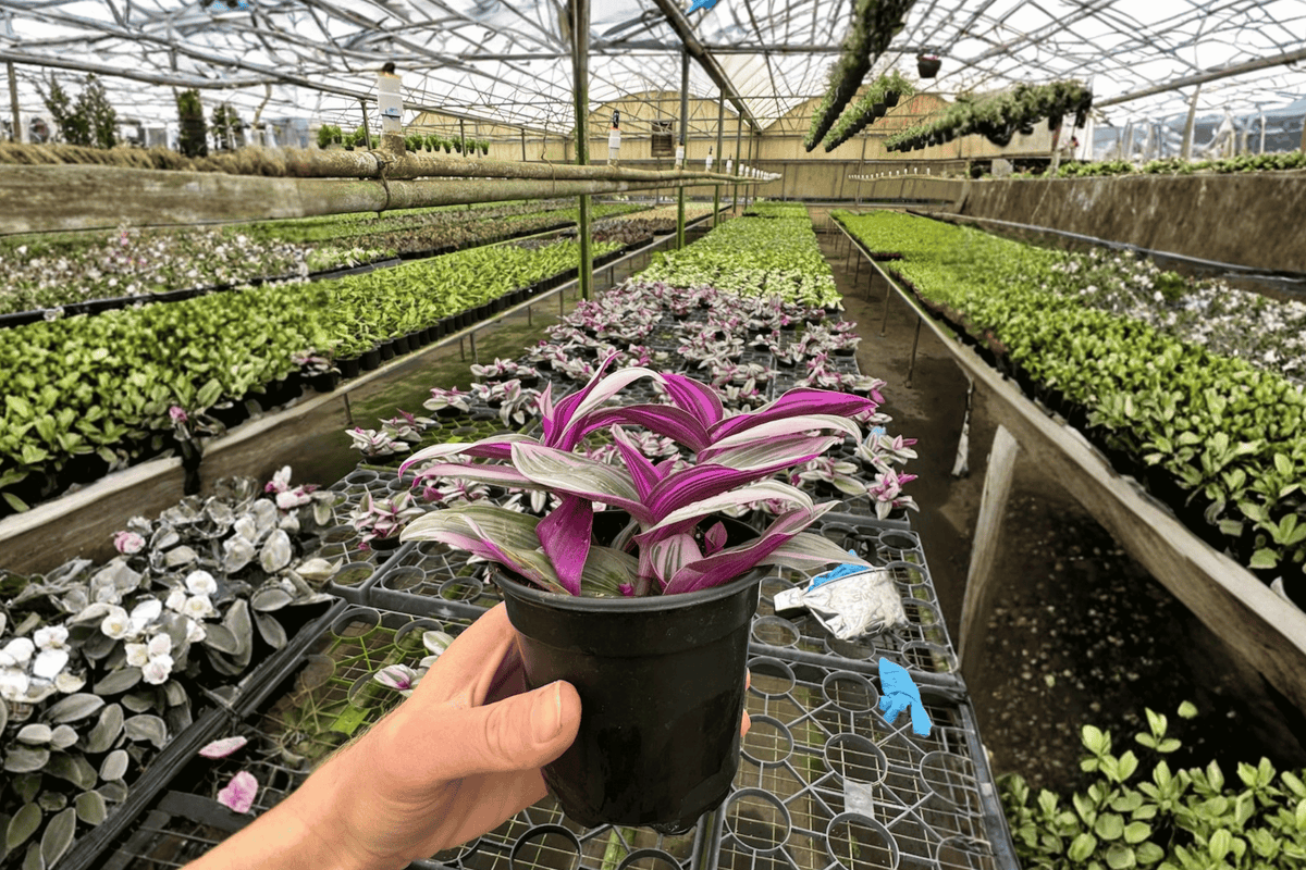 Tradescantia Nanouk 2 Live Plants – 4-Inch Pots – Tradescantia ‘Nanouk’