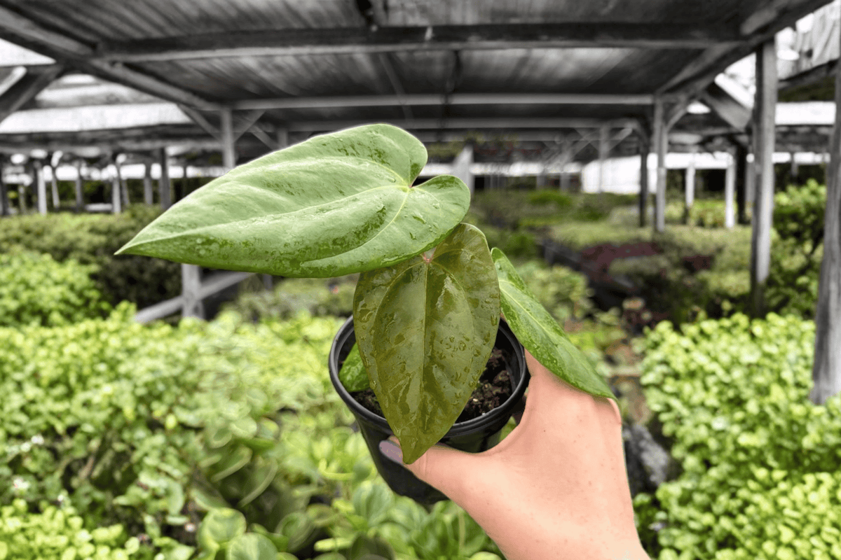 Anthurium Blue Papi × Goliath – 2 Exact Live Plants, 4-Inch Size – Anthurium Hybrid