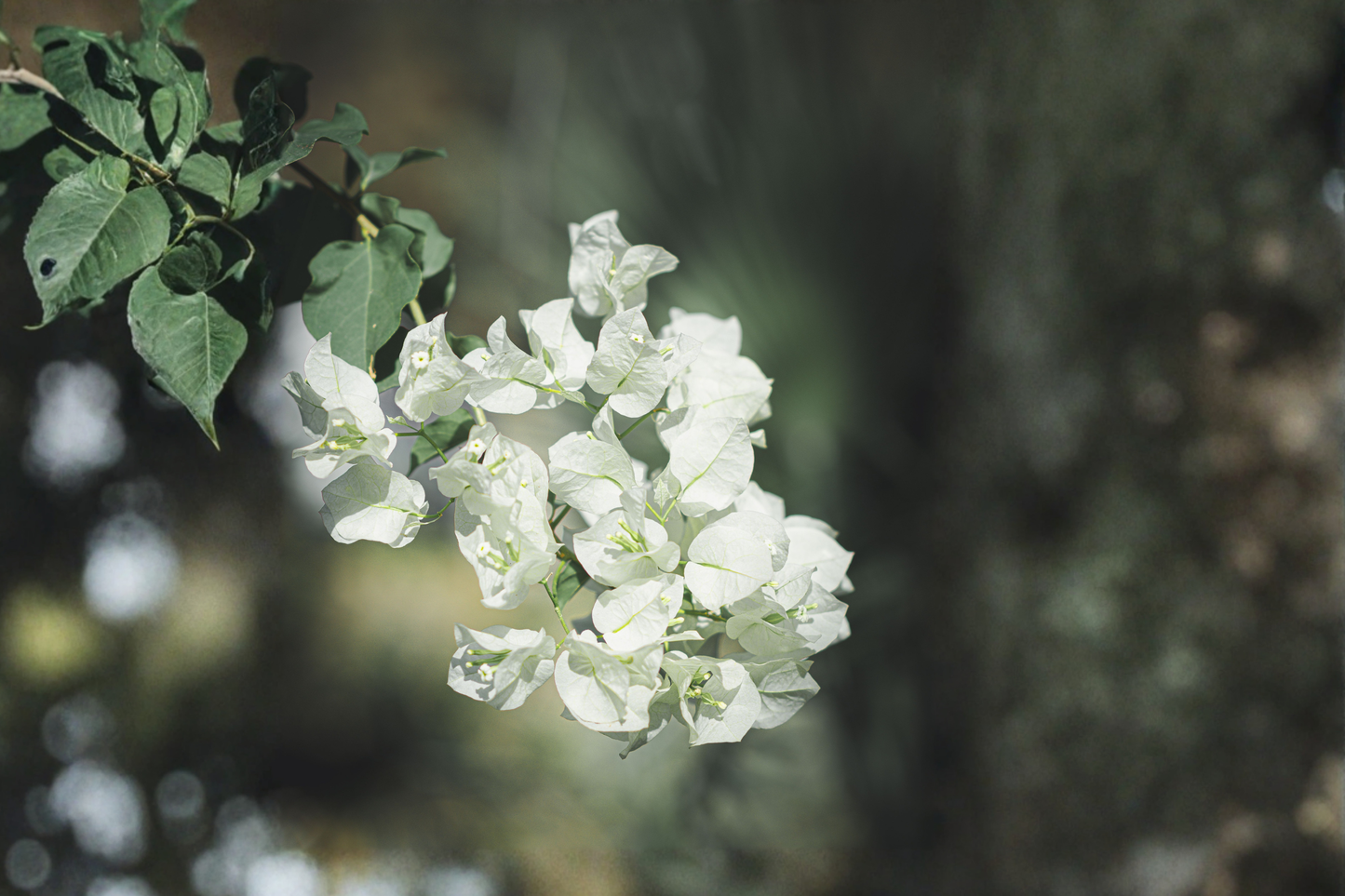 Key West White Bougainvillea Live Starter Plug Plant – Well Rooted (Bougainvillea spp.)