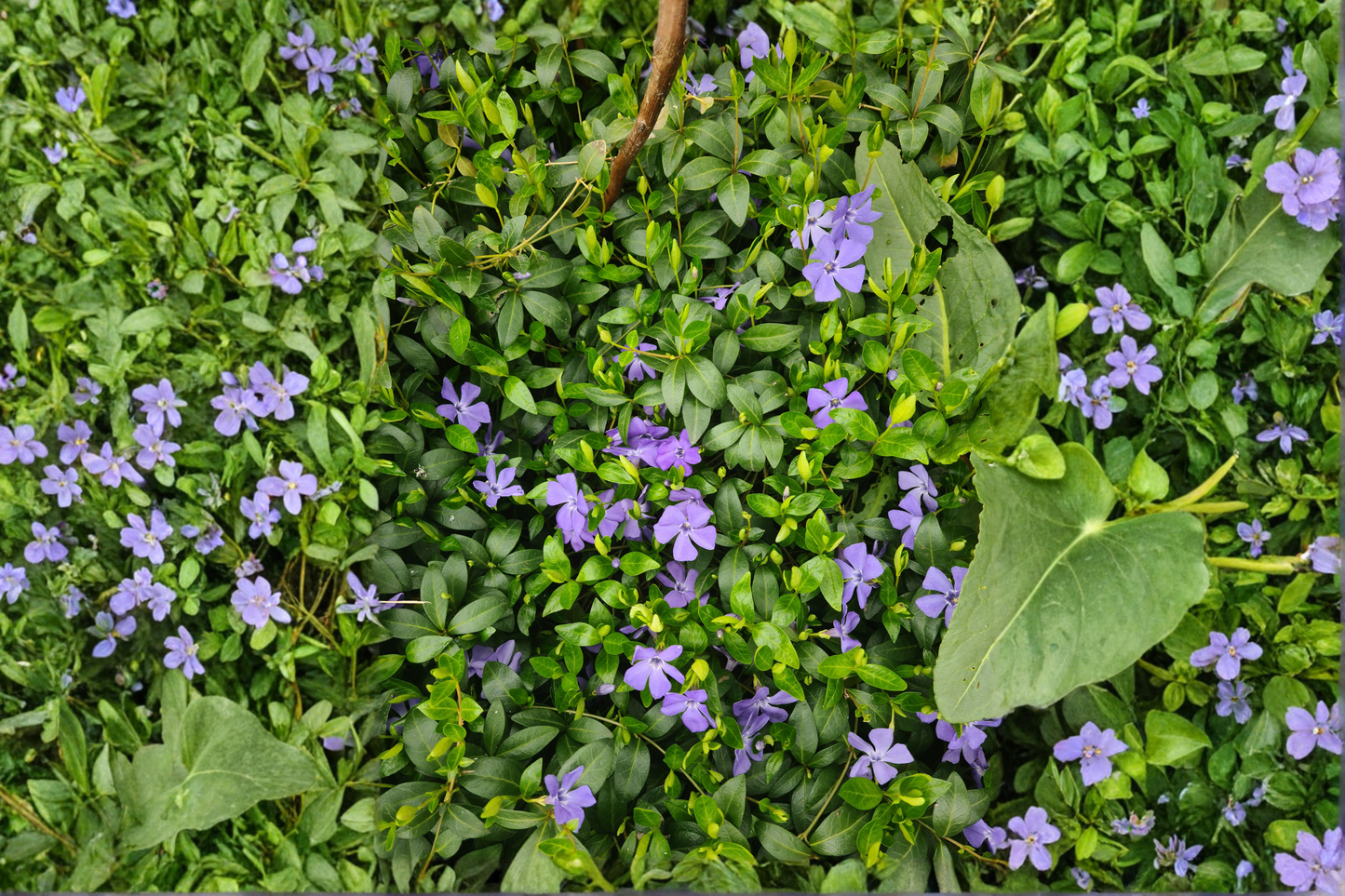 12+ Vinca Minor Live Plants – Creeping Myrtle Ground Cover – Vinca minor