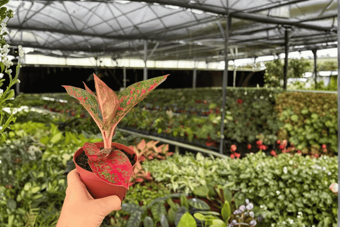 Aglaonema ‘Red Stardust’ 2 Live Plants – 4-Inch Pots