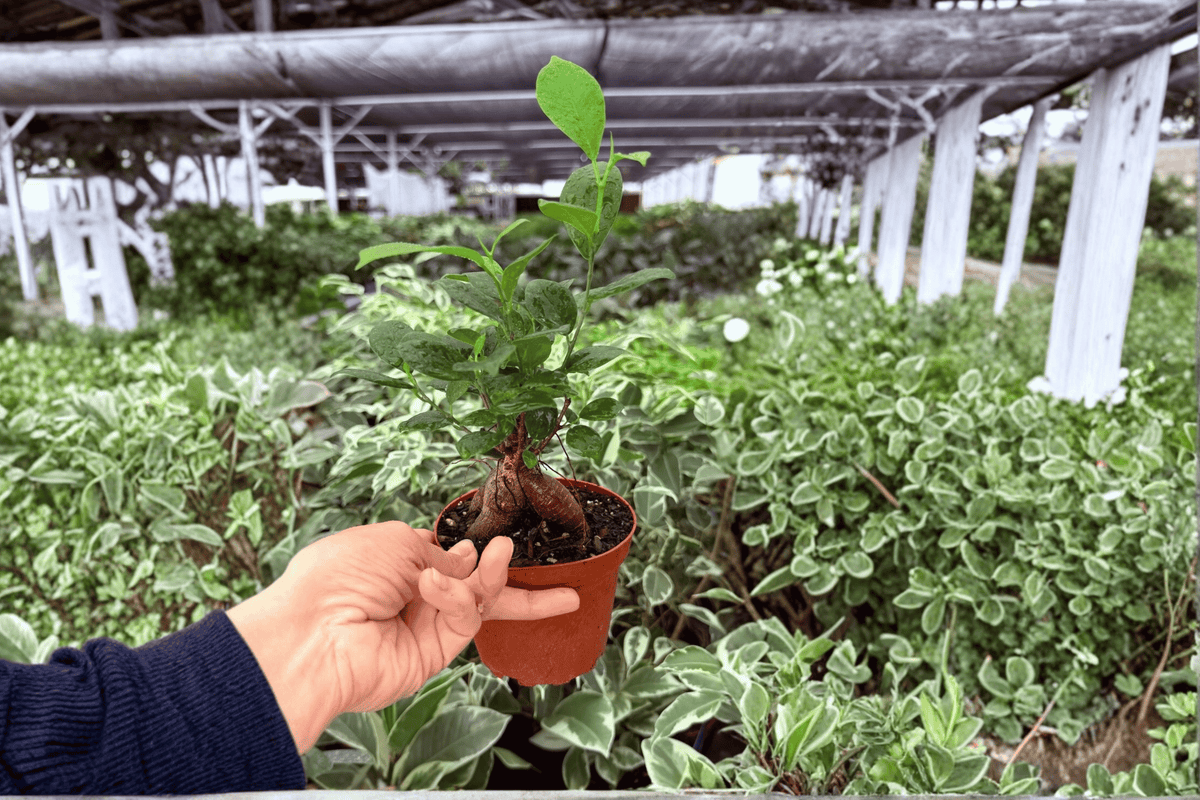 Ficus Ginseng 2 Exact Live Plants – 4-Inch Pots – Ficus microcarpa ‘Ginseng’