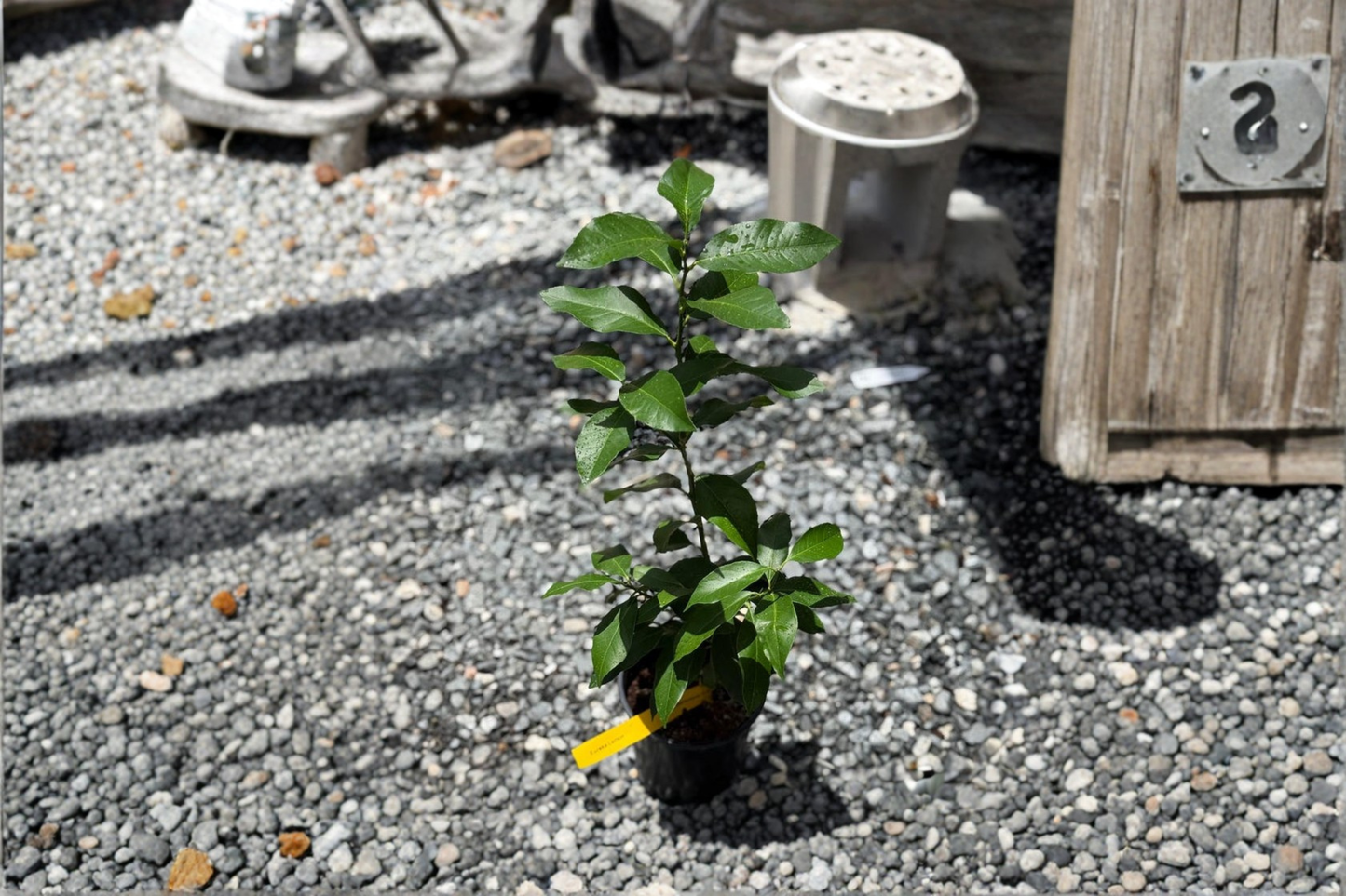 Persian Lime Tree Live Plant Citrus Lime Starter Cutting Patio Garden Fruit Tree Decor