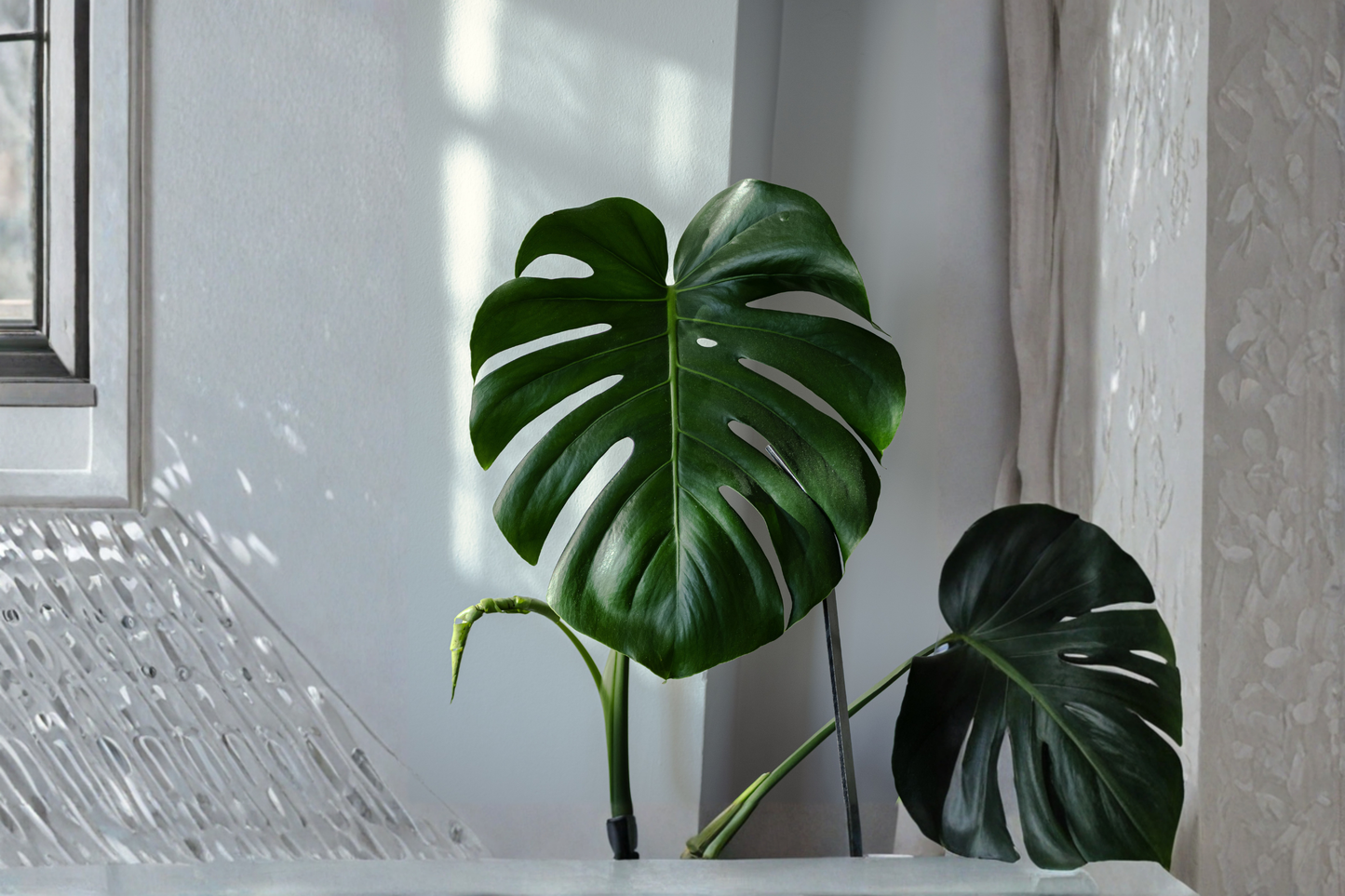 Monstera 'Ginny' Live Houseplant – 3.5 Inch Pot – Mini Split Leaf (Rhaphidophora tetrasperma)