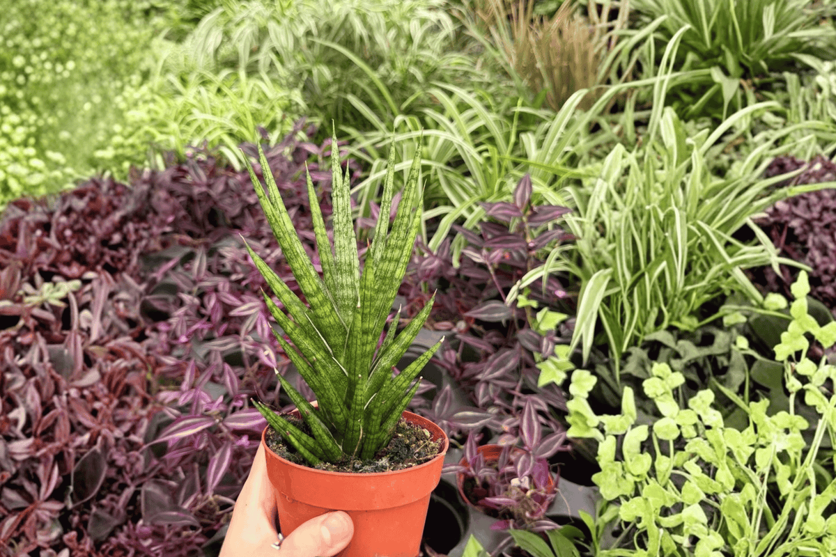 Sansevieria Francisii 2 Exact Live Plants – Dracaena francisii 4” Size Bare Root