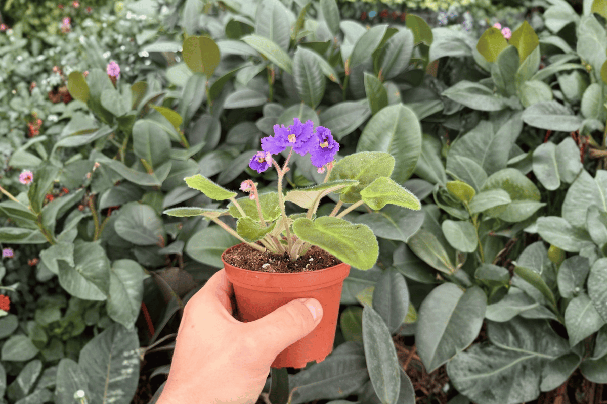 Harmony’s Purple Passion African Violet 2 Exact Live Plants – Streptocarpus ionanthus 4” Size
