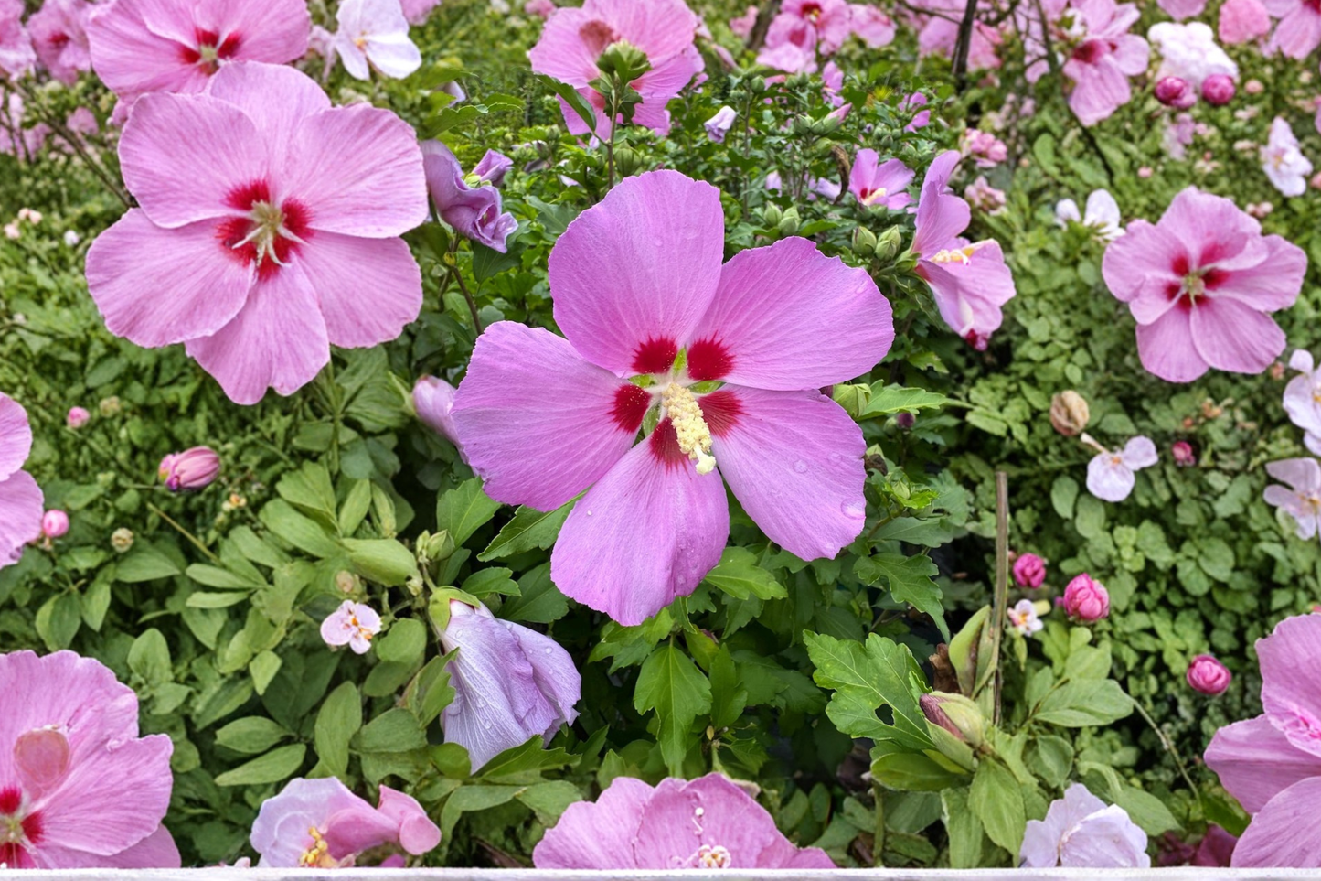 Woodbridge Rose of Sharon 2 Gallon Live Plant – Hibiscus syriacus Pink Flowering Shrub Summer Bloom Garden Hedge