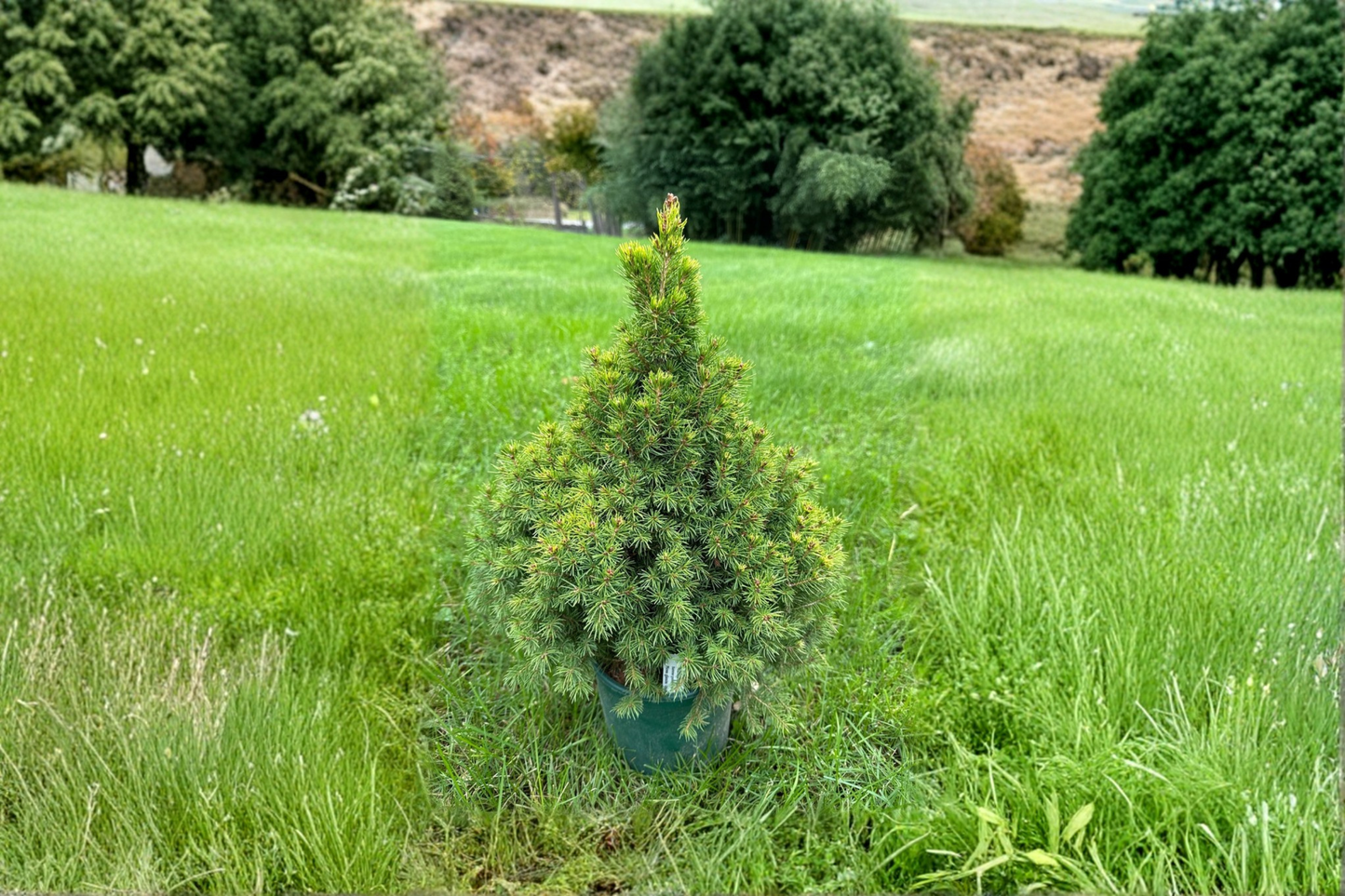 Summer Gold Spruce Live Plant 12” – Picea glauca Golden Evergreen Conifer in 1 Gallon Pot