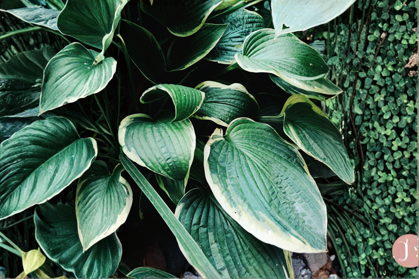 Hosta 'Voices in the Wind' Live Plant in 2.5-Inch Pot – Disease-Free Hosta