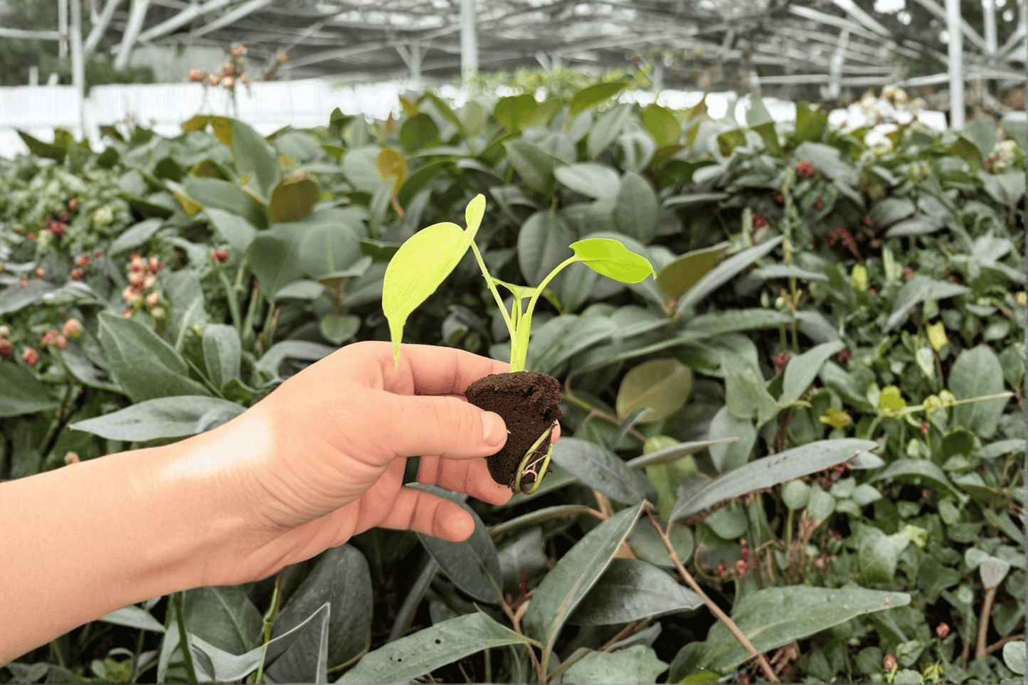 Monstera ‘Lemon Lime’ 2 Exact Live Starter Plants – Plugs