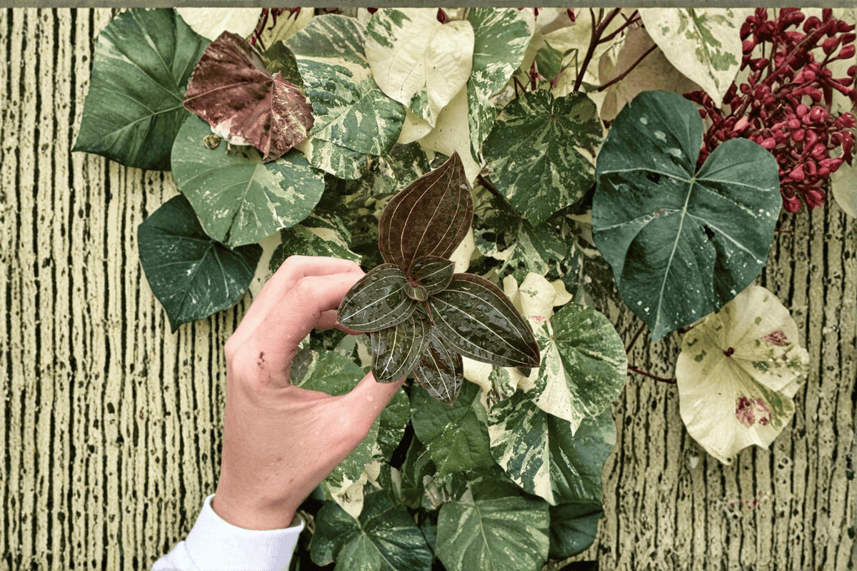 2 Ludisia discolor (Jewel Orchid) Starter Plants – Bare Root Tissue Culture