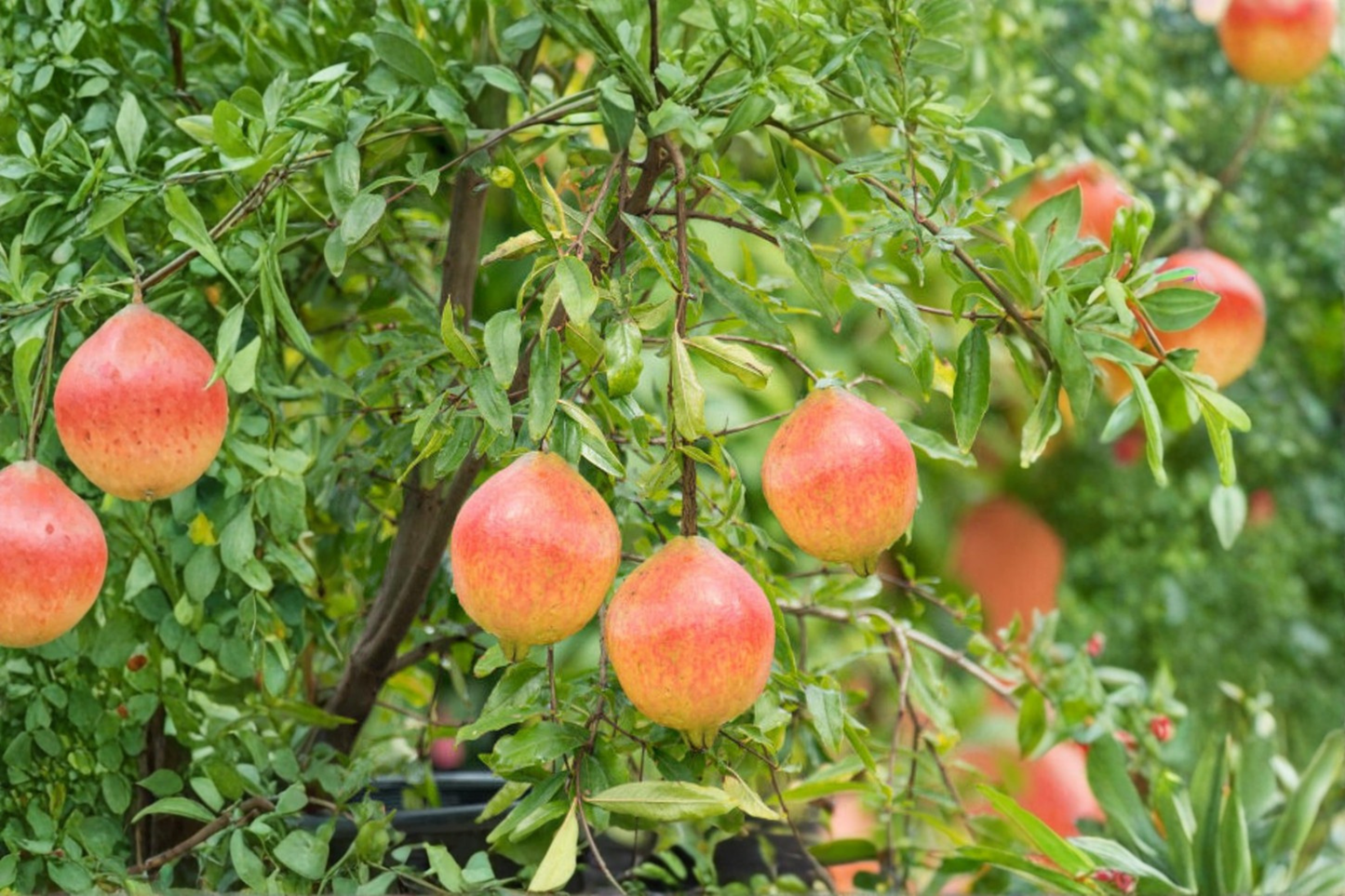 Rare Dwarf Pomegranate Bonsai Seeds 80 Pack Indoor Outdoor Fruit Tree Seeds for Container Garden Growing
