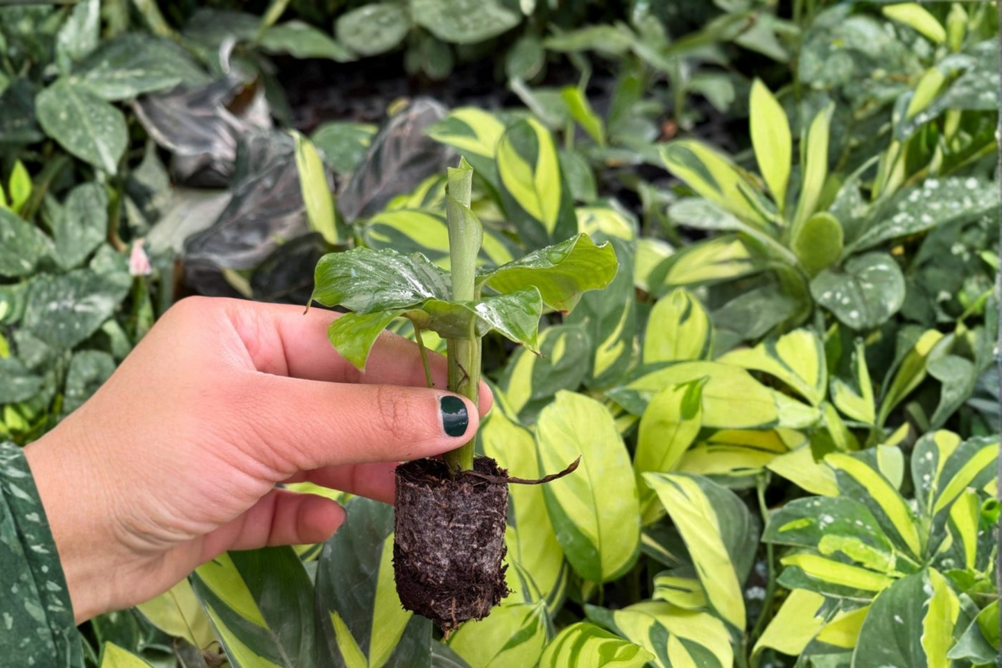 2 Calathea Orbifolia Live Starter Plants – Bare Root with Soil Pod (Goeppertia orbifolia)