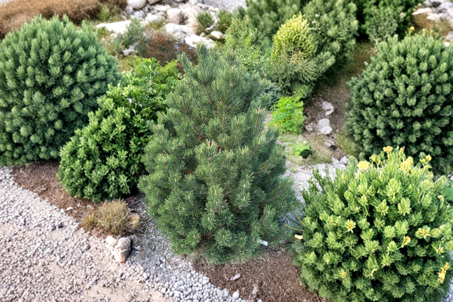 Swiss Mountain Pine Live Plant 1 Gallon Pot 12 Inch Tall – Silver Candles Evergreen Compact Garden Tree