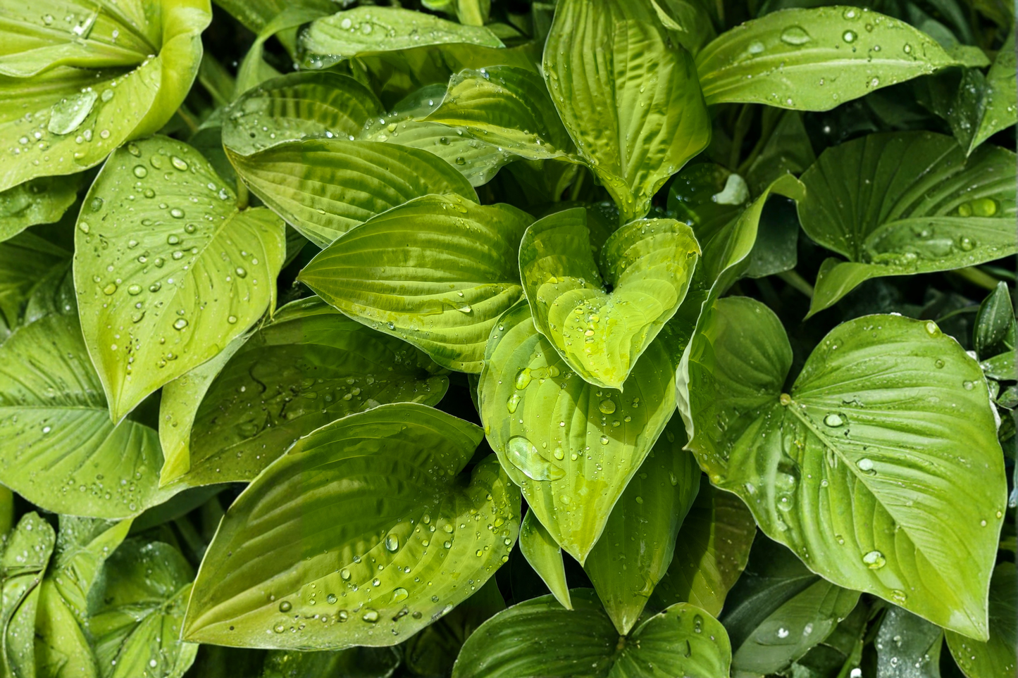 Hosta Age of Gold Live Plants 3 Rooted Starters in 1 Qt Pots Golden Foliage Shade Perennial Garden Plant