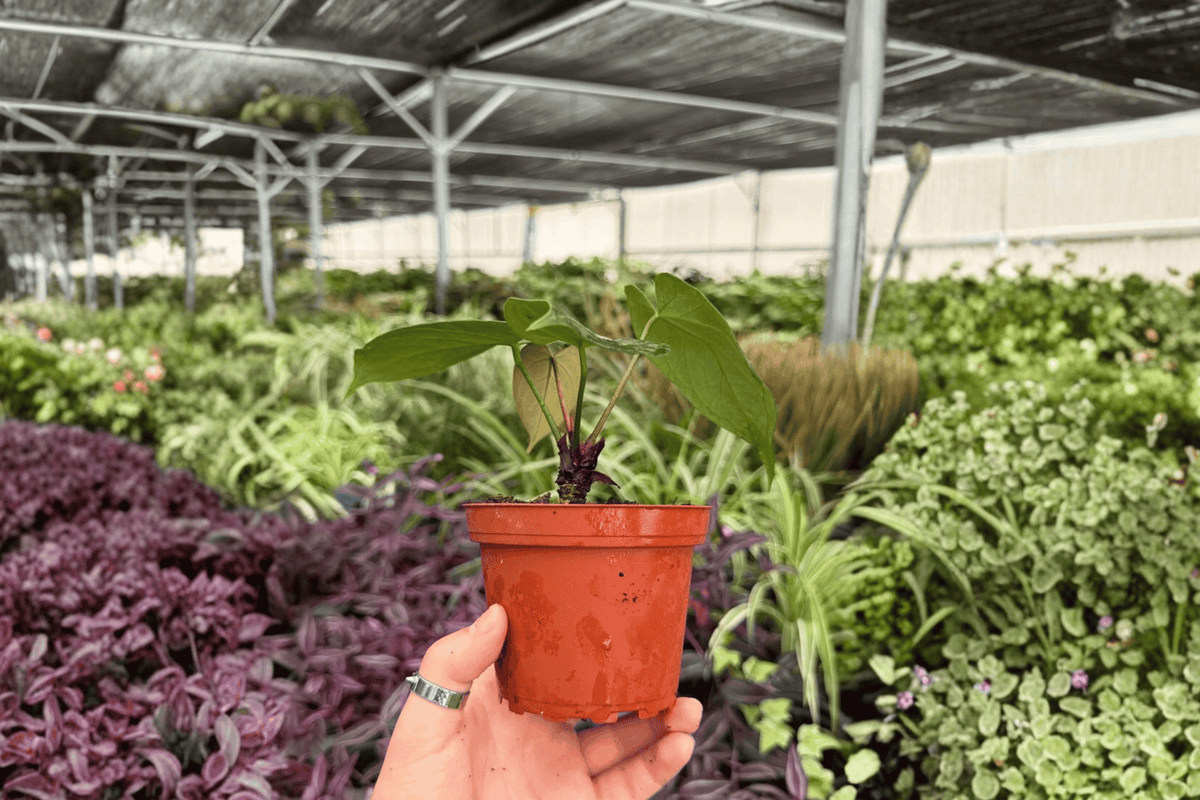 Anthurium AOS x Domino 2 Exact Live Plants – Specific 4-Inch Pots – Anthurium Hybrid