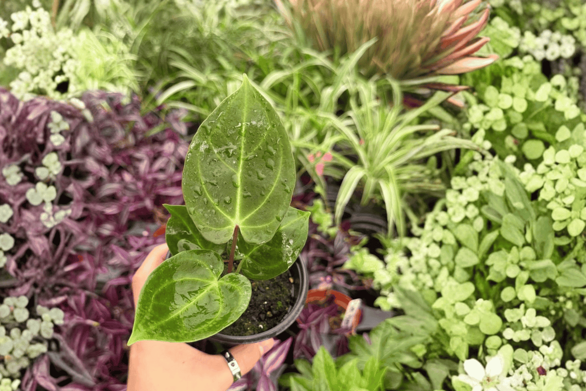 Anthurium Dressleri x Papillilaminum Red Sinus – 2 Exact Live Plants in 4” Pots