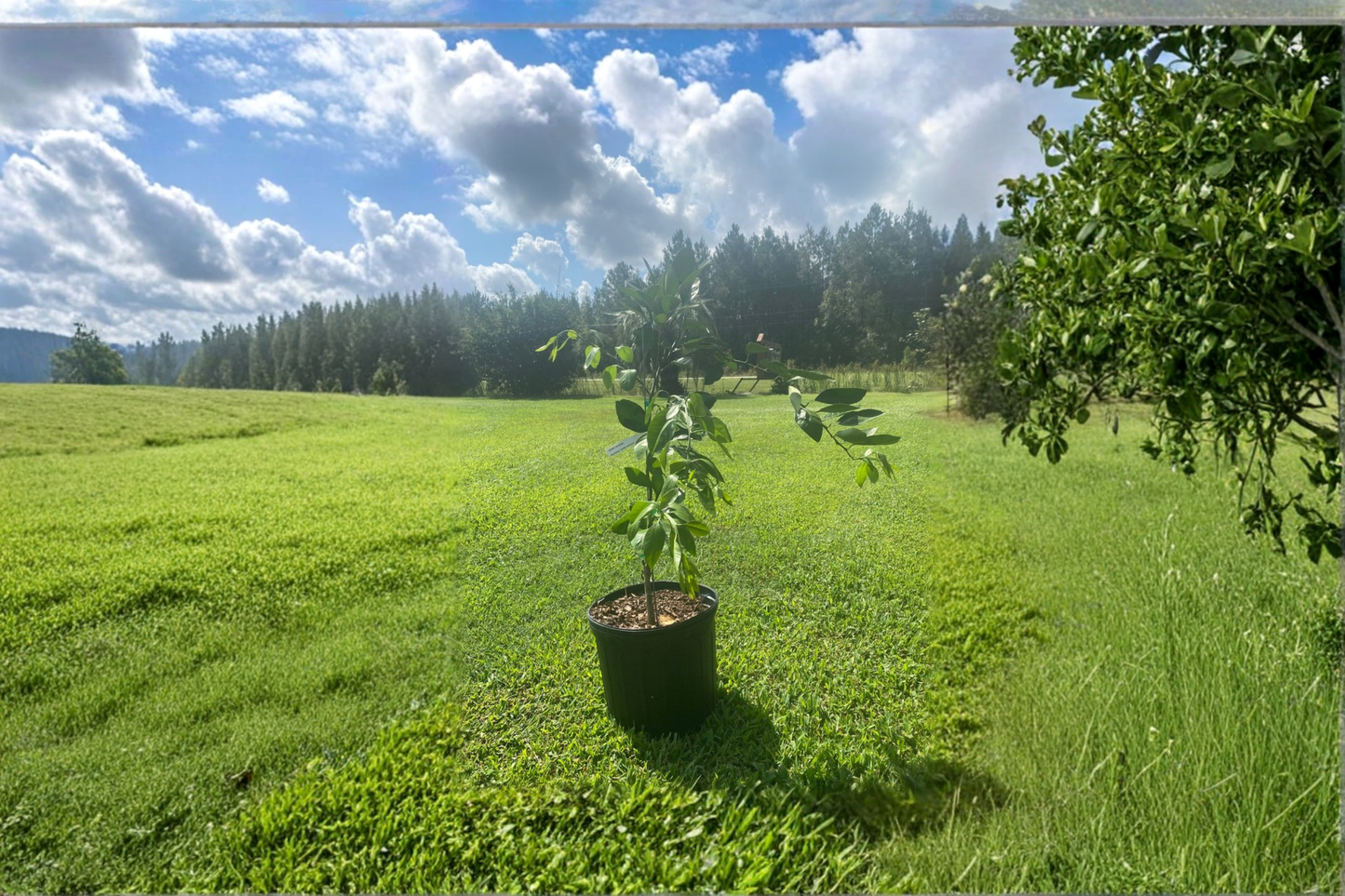 Brown Satsuma Mandarin Tree Grafted Live Plant 3 Gallon Easy Peel Citrus Tree Orange Fruit Patio Garden Plant