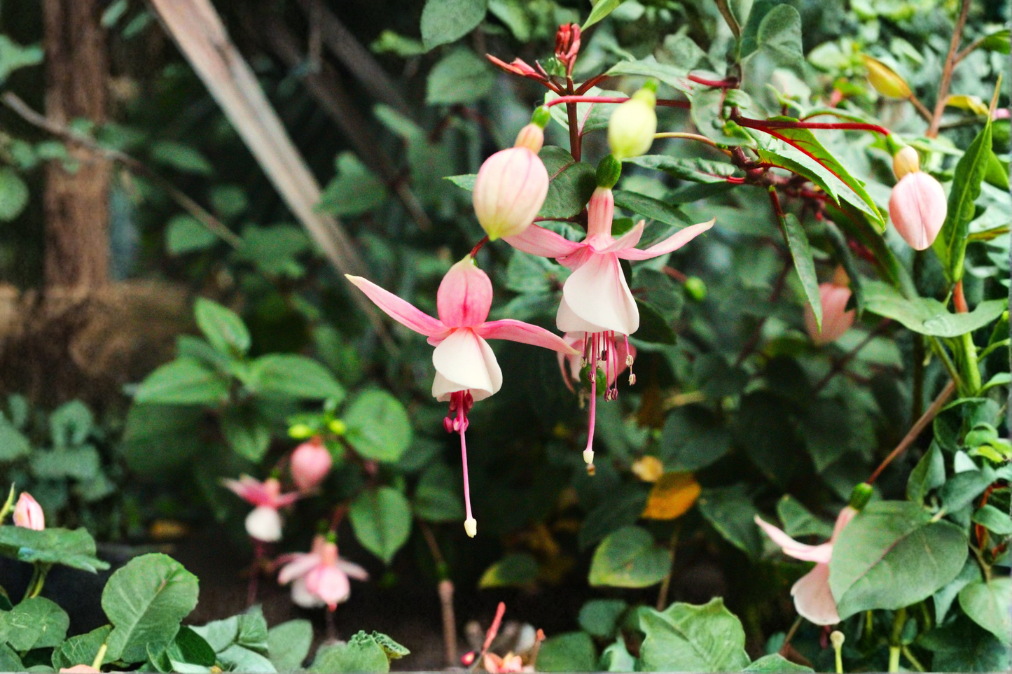 Fuchsia 'Southgate' Live Plug Plant 1–3 Inches Tall – Pink & Purple Flowers