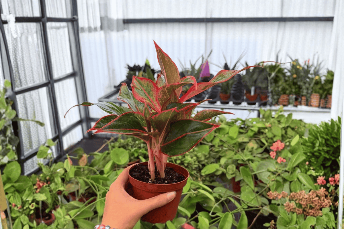 Aglaonema Siam Aurora 2 Exact Live Plants – Specific 4” Size