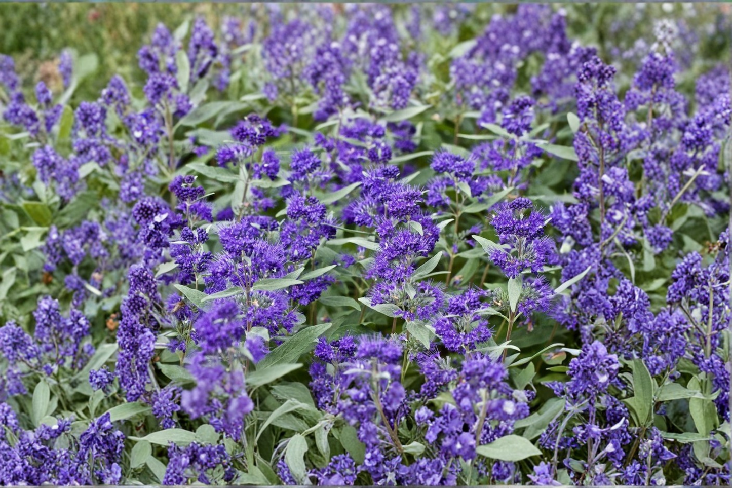 Bluebeard ‘Dark Knight’ 4” Live Plant – Caryopteris Shrub with Deep Blue Flowers for Sunny Garden Pollinator Friendly