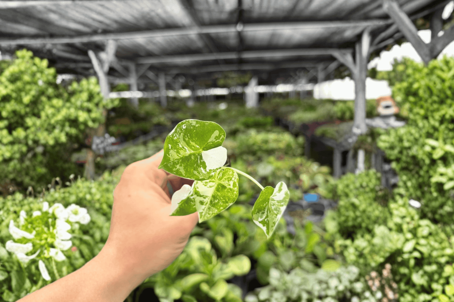2 Exact Variegated Alocasia Frydek Starter Plants – Alocasia micholitziana 'Frydek Variegata'