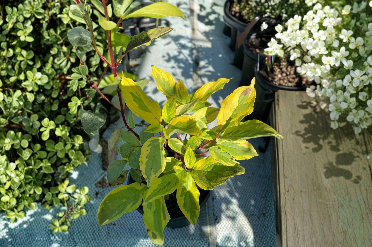Red Twig Dogwood ‘Gouchaultii’ Live Plant 1 Gallon – Cornus alba Variegated Shrub Red Winter Stems Garden Plant
