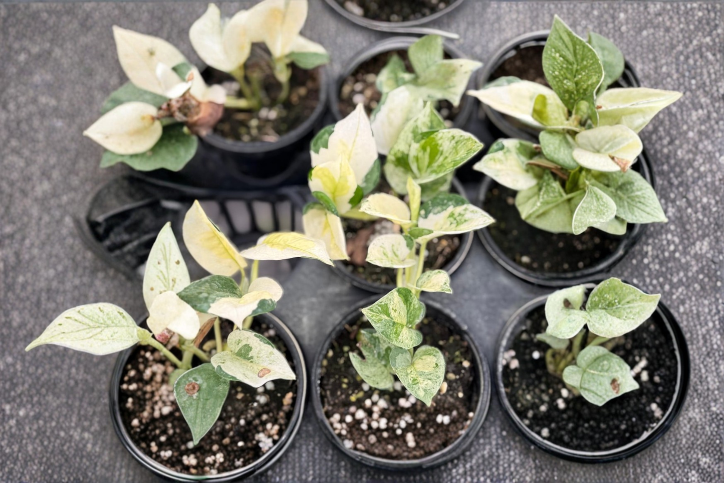 Epipremnum Global Japan Live Plant Japanese Pothos Variegated Cutting in 3 Inch Pot