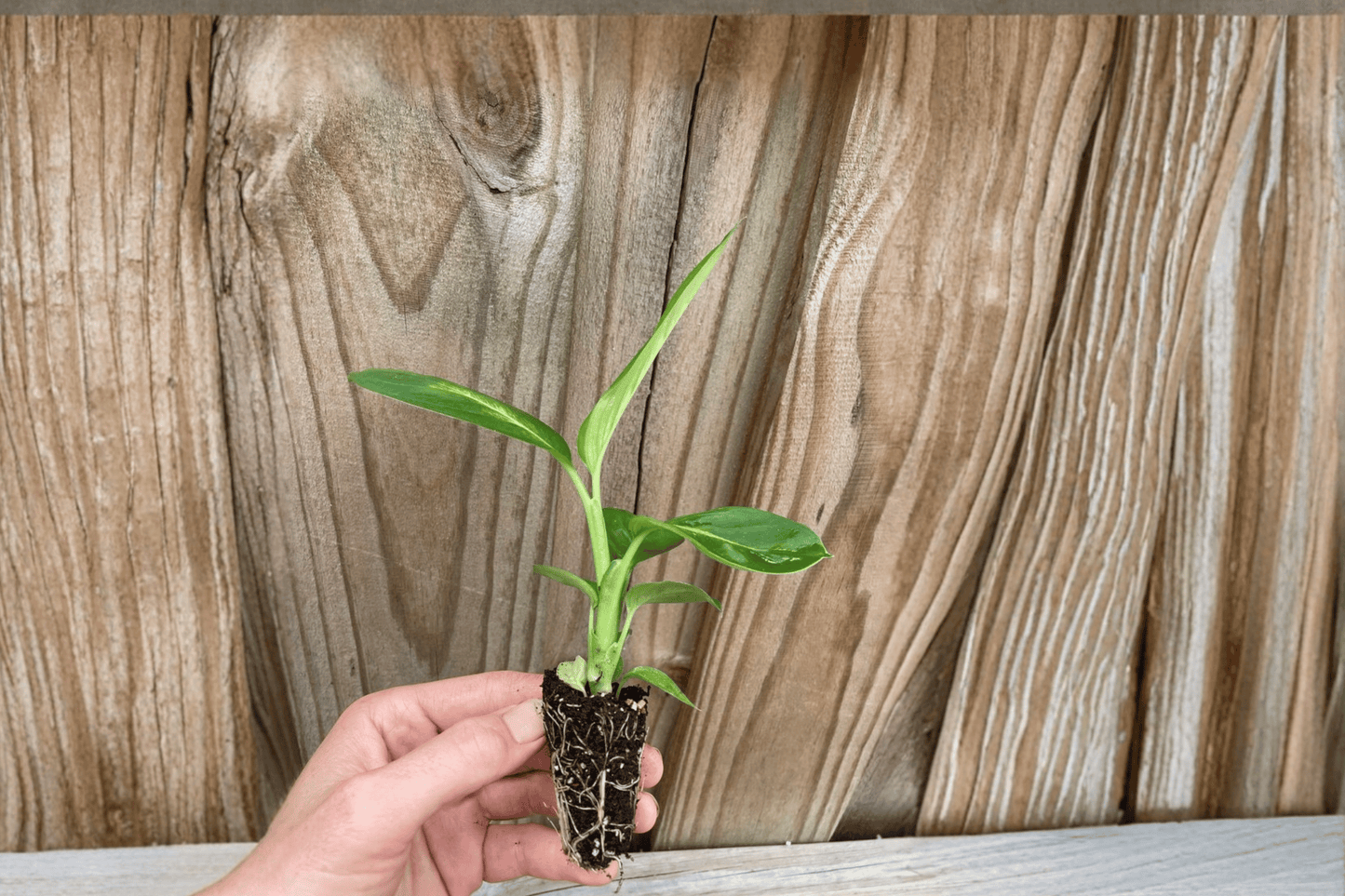 Dieffenbachia Tropical Marianne 2 Live Starter Plants – Dieffenbachia ‘Tropical Marianne’