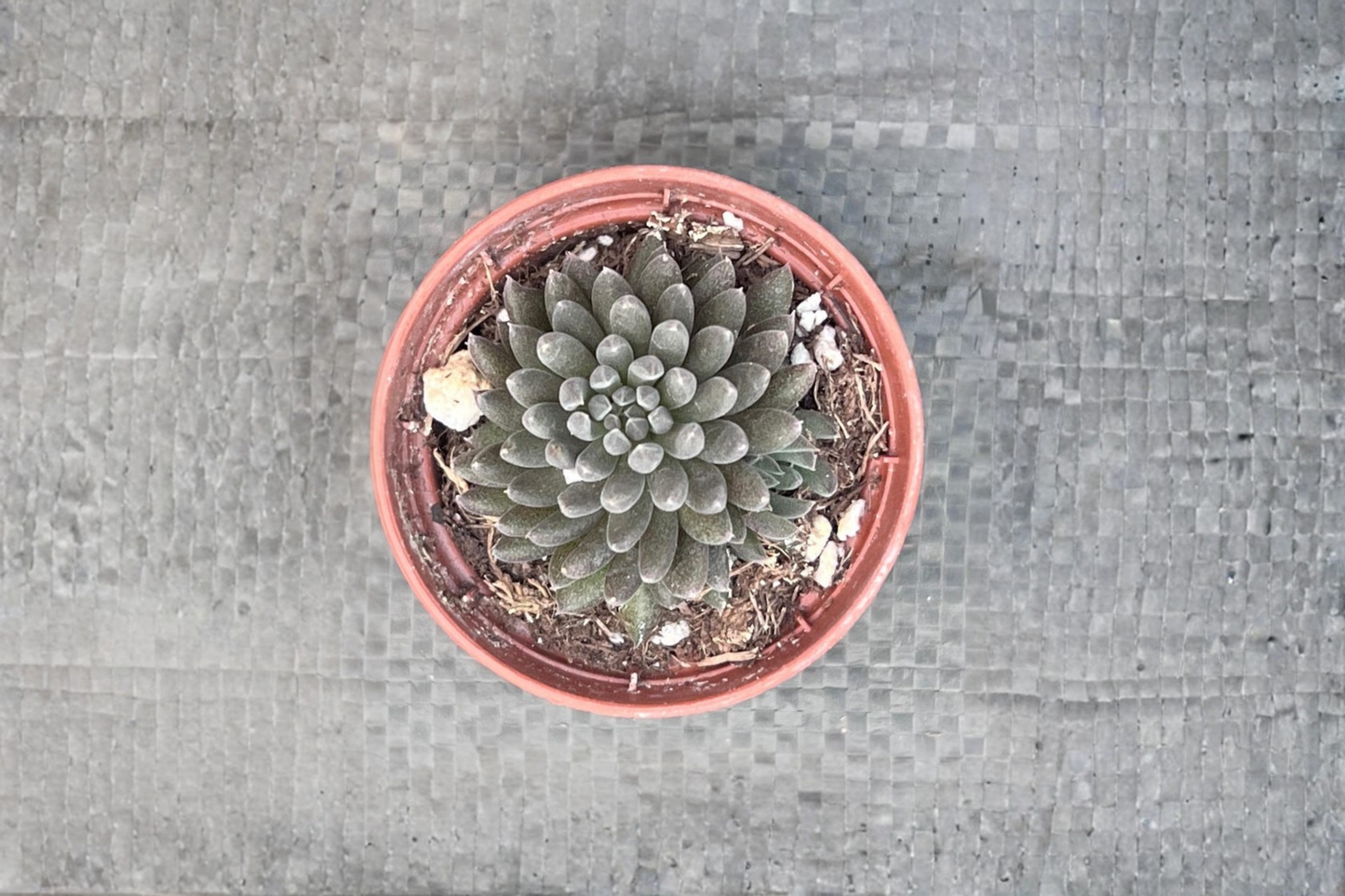 Black Sea Urchin Succulent Live Plant Sinocrassula Yunnanensis 2 Inch Pot Indoor Outdoor Houseplant Gift