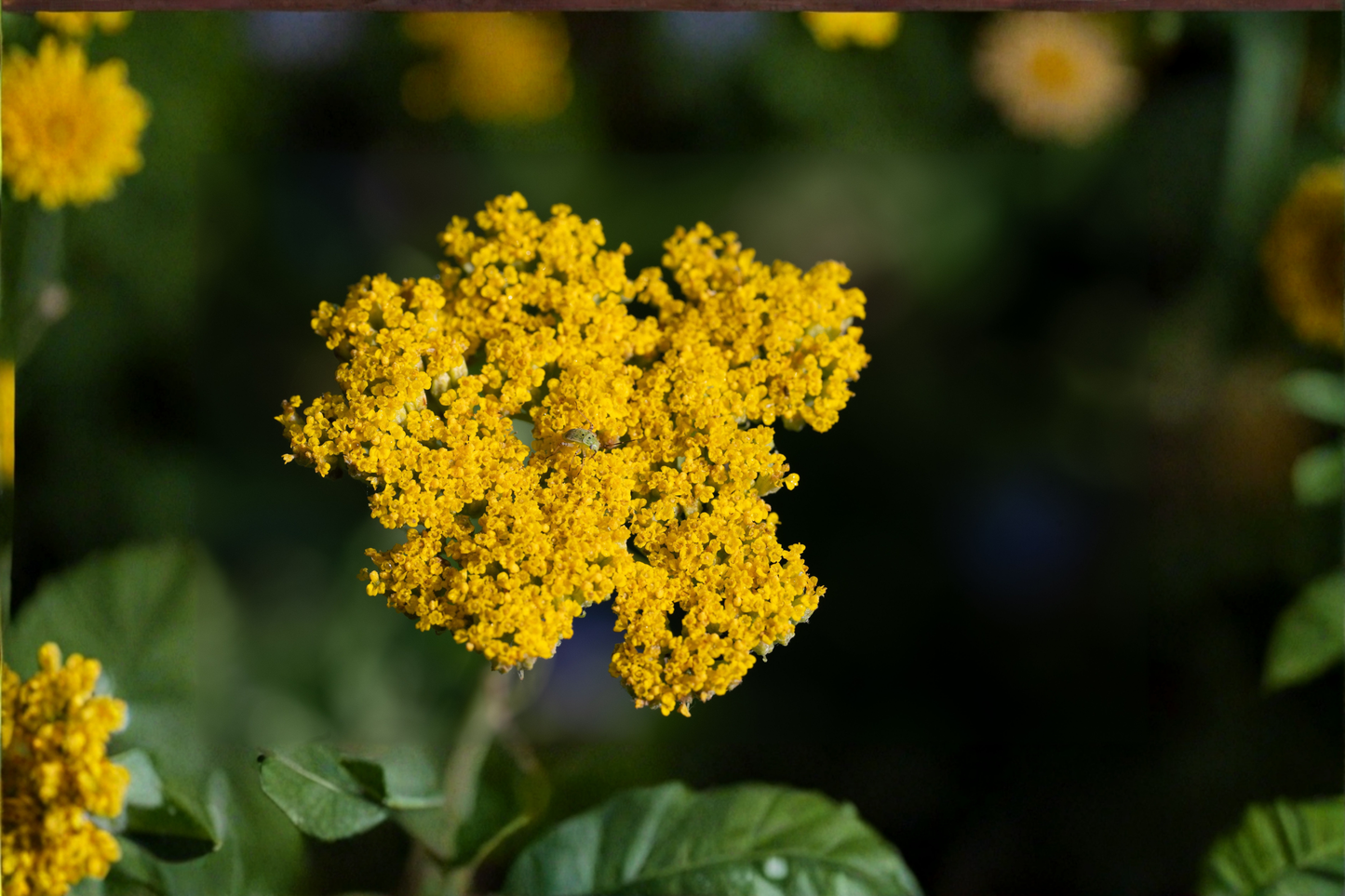 Moonshine Yarrow Live Plant – Achillea × 'Moonshine' Perennial Starter Plant