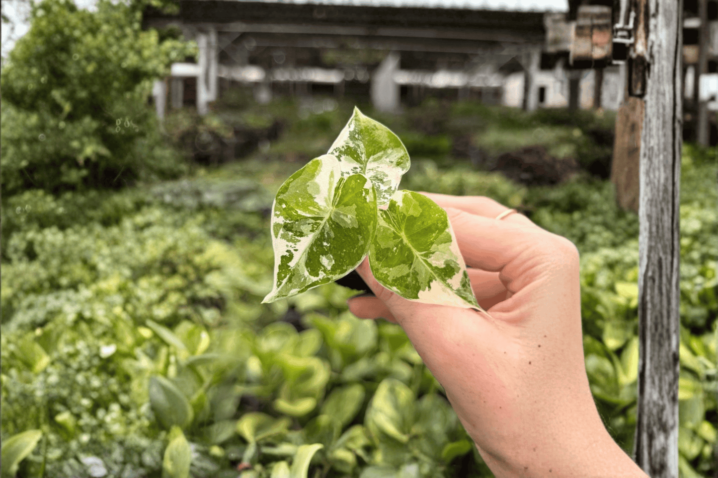 2 Exact Alocasia Frydek Variegated Starter Plants – Alocasia micholitziana 'Frydek Variegata'