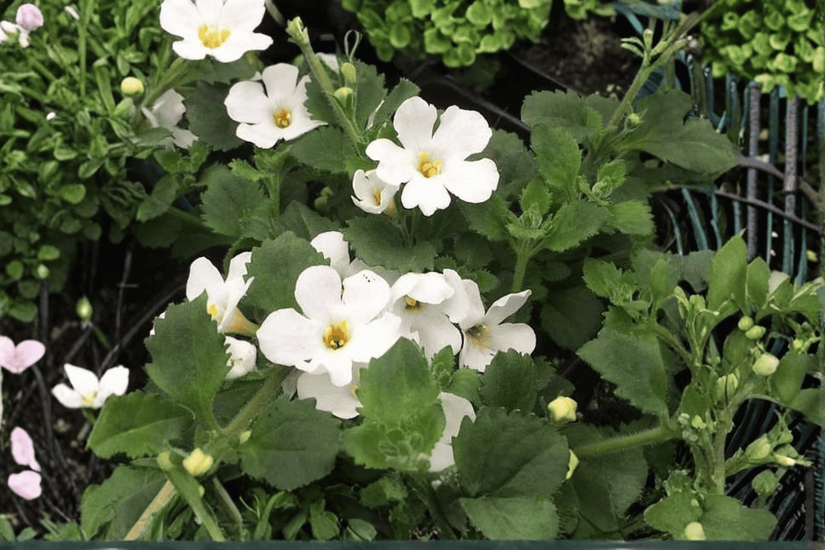 Scopia Gulliver White Bacopa 1 Live Plant – 4-Inch Pot – Sutera cordata ‘Scopia Gulliver White’