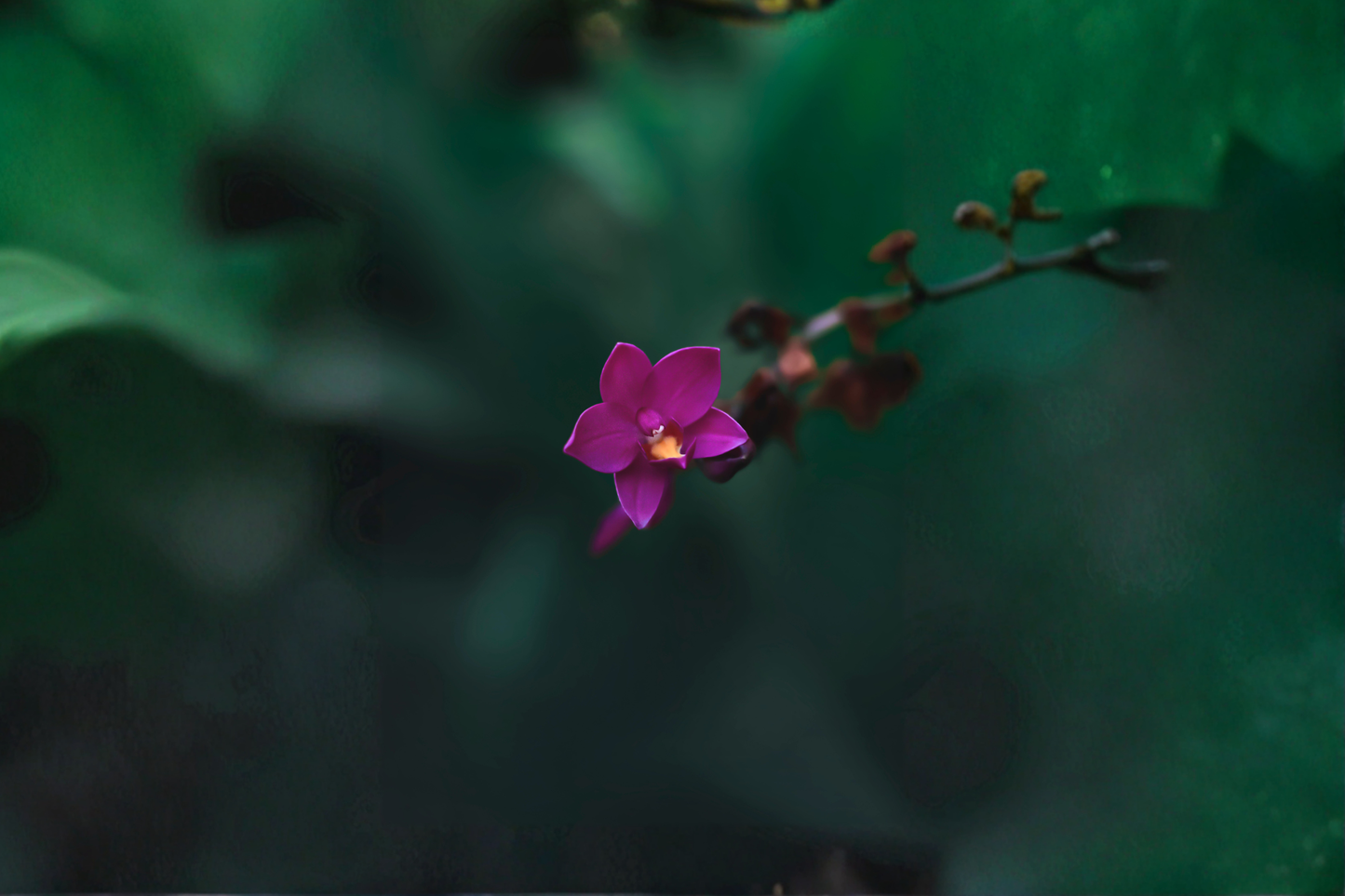 Purple Ground Orchid Live Plant – 3-Inch Deep Pot – Spathoglottis plicata