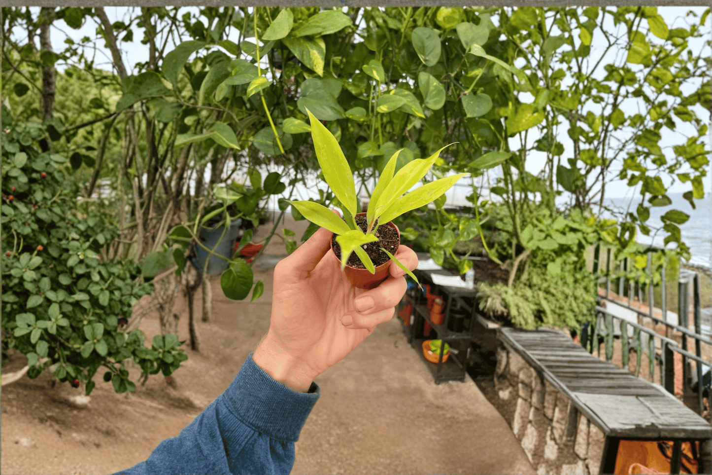 2 Philodendron 'Golden Crocodile' Starter Plants – Bare Root – Philodendron 'Golden Crocodile'