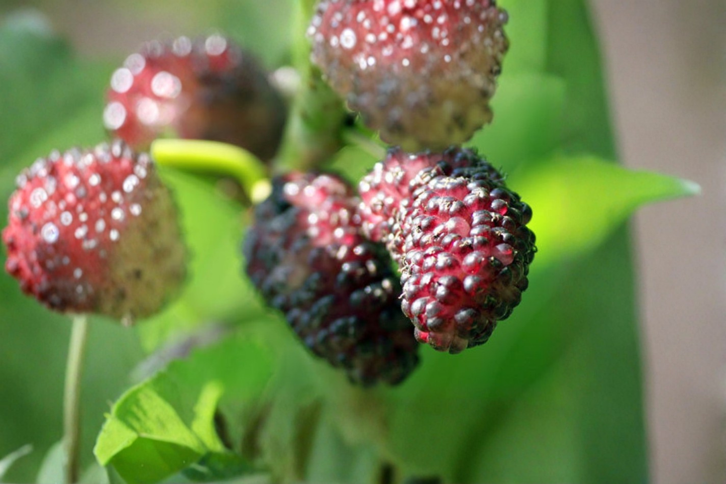 Persian Dwarf Everbearing Mulberry Tree Live Plant 1 Gallon Pot Compact Fruit Tree Container Friendly Berry Plant